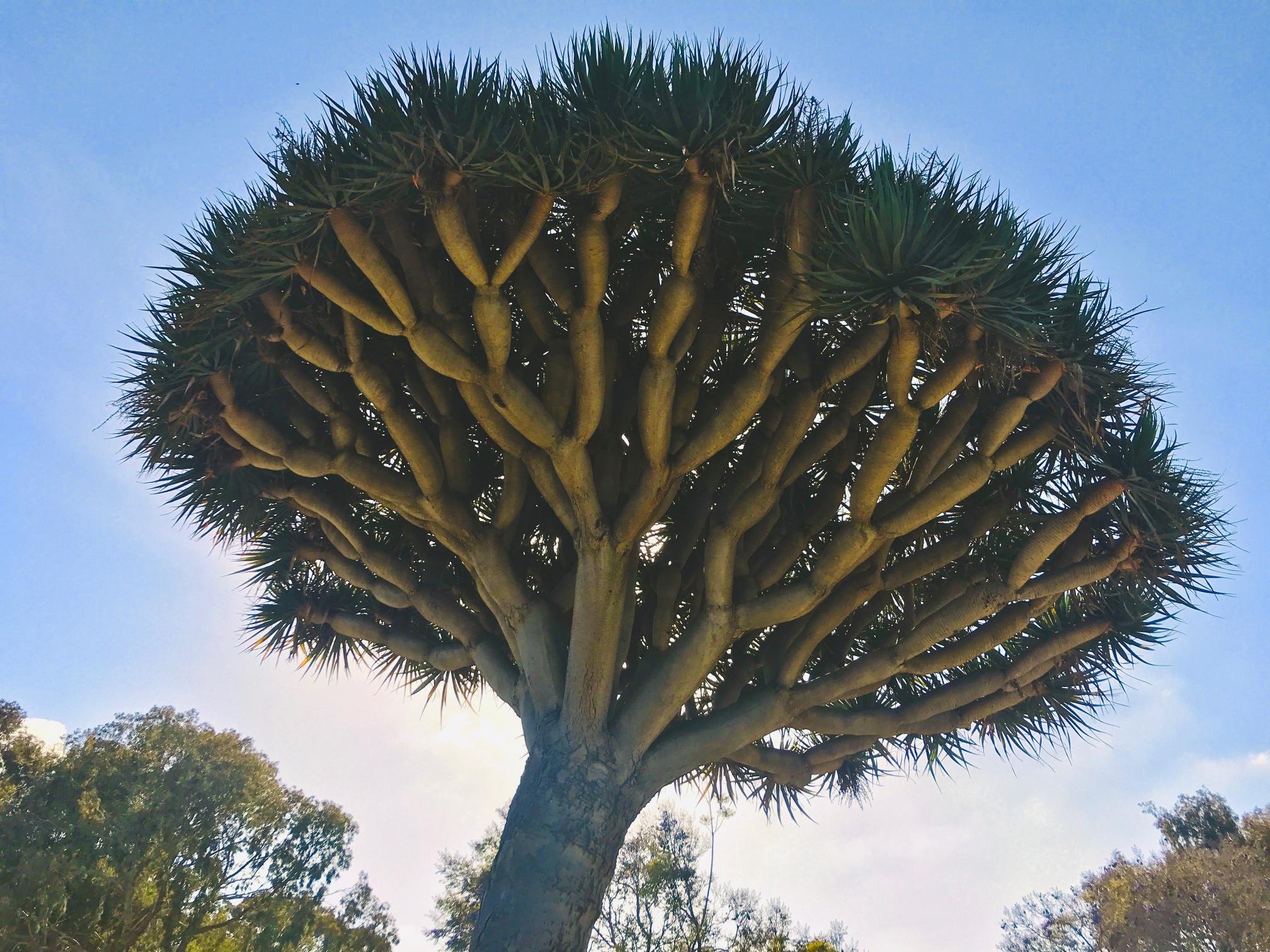 The Rare Trees in Egypt